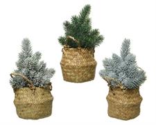 MINI ALBERO IN CESTO 3 ASSORTITI H. 24 CM