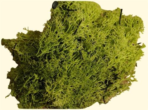 MUSCHIO LICHENE VERDE 50GR