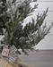 ALBERO DI NATALE INNEVATO 210 CM SNOWY NORWAY SPRUCE